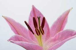 Obraz na płótnie natura kwiat bukiet