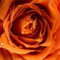 Plakat rosa kwiat miłość natura widok