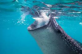 Plakat fauna podwodne morze azja filipiny