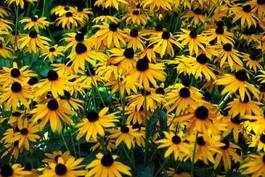 Plakat roślina lato kwiat płatki żółty