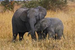 Plakat afryka ssak słoń safari