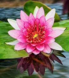 Obraz na płótnie roślina kwiat spokojny woda