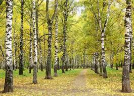 Plakat drzewa park natura trawa jesień