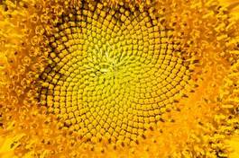 Plakat słonecznik spirala lato