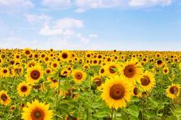 Plakat niebo kwiat lato słonecznik pole