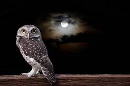 Plakat noc zwierzę ptak księżyc