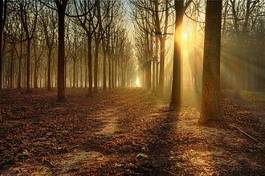 Naklejka słońce jesień natura las drzewa