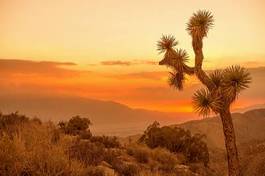Plakat kalifornia natura zmierzch pustynia krajobraz