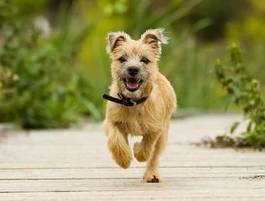 Obraz na płótnie lato szczenię ścieżka pies zwierzę