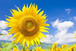 Fotoroleta kwiat lato słonecznik błękitne niebo