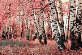 Plakat piękny pejzaż japoński jesień brzoza
