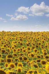 Plakat pyłek słonecznik słońce żniwa kwiat