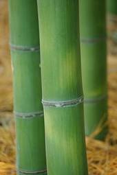 Obraz na płótnie roślina ładny bambus krajobraz plener