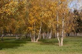 Plakat brzoza park drzewa jesień