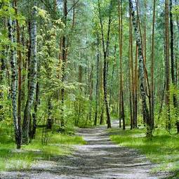 Plakat spokojny ścieżka las roślina droga