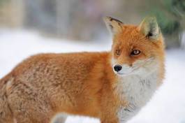 Plakat oko dziki fauna ładny śnieg