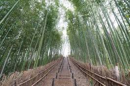Plakat krajobraz spokojny bambus japonia