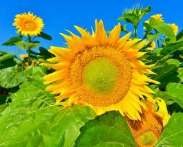 Plakat natura lato słonecznik roślina