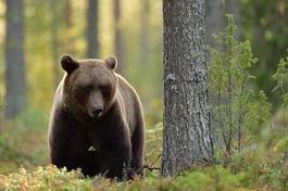 Plakat bezdroża niedźwiedź natura dziki