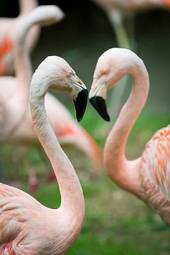 Plakat flamingo serce para oko ptak