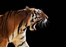 Plakat natura tygrys bezdroża kot