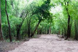 Naklejka bambus park natura drzewa