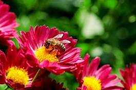 Plakat pyłek chryzantema natura