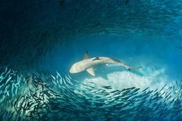 Plakat malediwy podwodne dziki morze zwierzę