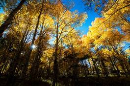 Naklejka drzewa jesień niebo natura