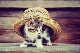 Fotoroleta kociak pod kapeluszem
