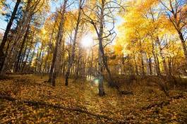 Fotoroleta drzewa jesień las pejzaż natura