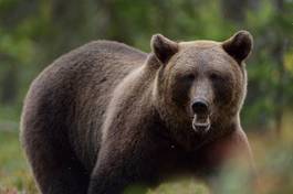 Fotoroleta dziki las usta niedźwiedź