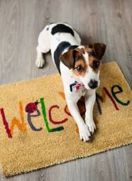 Plakat pies na dywaniku