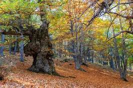 Obraz na płótnie natura las jesień