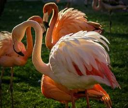Plakat ładny hiszpania flamingo piękny