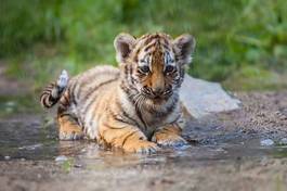 Plakat kot natura zwierzę tygrys dziki