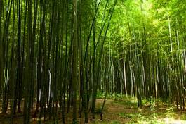 Plakat bambus orientalne zen