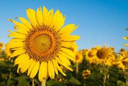Plakat kwiat roślina słonecznik niebo słońce