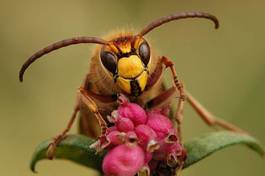 Plakat fauna krajobraz chrząszcz owad pszczoła