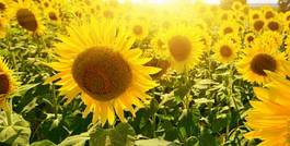 Plakat kwiat pole słonecznik nasłoneczny wśród