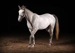 Plakat zwierzę jeździectwo piękny