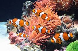 Plakat zwierzę rafa koral tropikalny morze