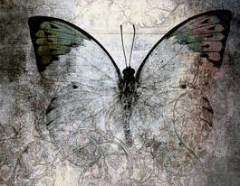 Plakat sztuka vintage obraz motyl