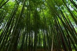 Plakat roślinność japonia bambus zen azja