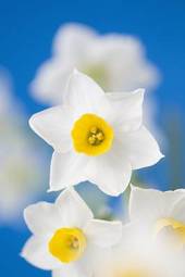Naklejka narcyz kwiat roślina biały