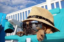 Plakat plaża pies lato słońce