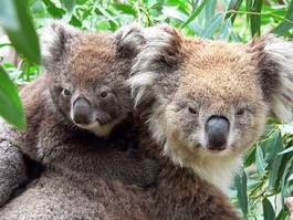Obraz na płótnie australia natura ssak