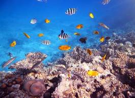 Plakat tropikalny koral woda podwodne