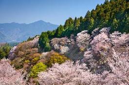 Plakat stok wiśnia pejzaż japonia wiejski