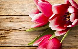 Naklejka roślina kwitnący bukiet kwiat tulipan